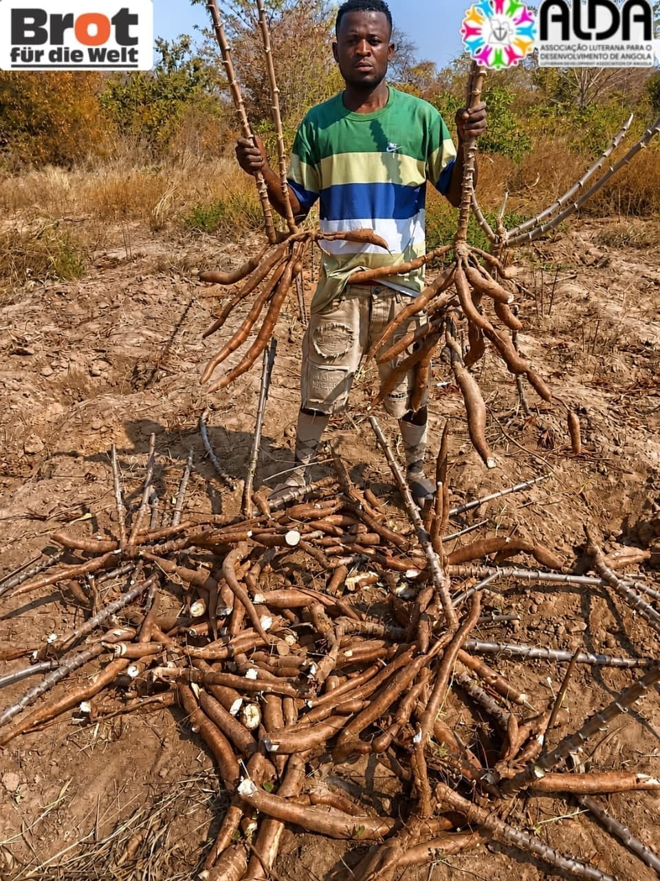 Primeira colheita de mandioca e massango é realizada na ECA Dom Mpepo, no Cuvelai