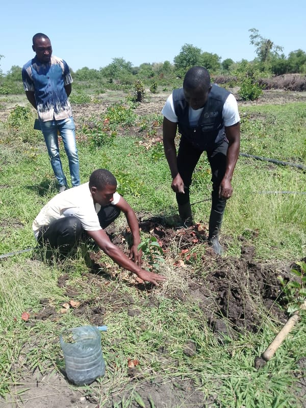 ALDA impulsiona produção agrícola com preparação de viveiros no âmbito do reforço das cooperativas agrícolas