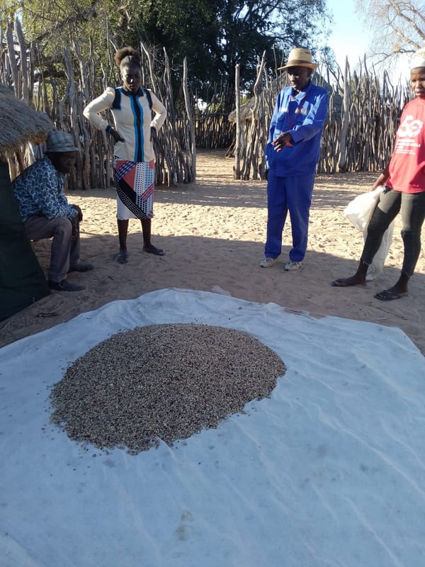 Colheita em Onambabi evidencia desafios impostos pelas cheias no município de Cuanhama